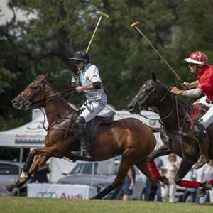 polo ponies